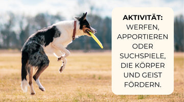 Hund fröhlich am Strand