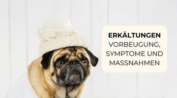 Erkältungen: Vorbeugung, Symptome und Maßnahmen