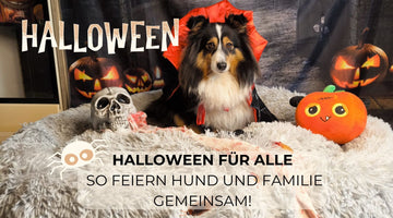 Süßes oder Saures: Halloween mit deinem Hund als Familienmitglied