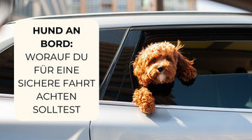 Hund im Auto au dem Fahrersitz