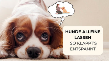 Hund alleine auf einem Stapel von Belune Hundekissen