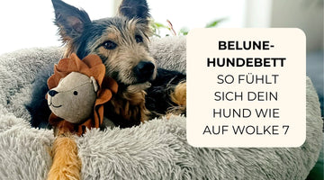 Zwei sichtlich wohlfühlende Hunde auf unserem Belune® Hundebett