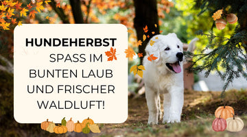 Hund im Wald inmitten eines wunderschönen Herbsttages