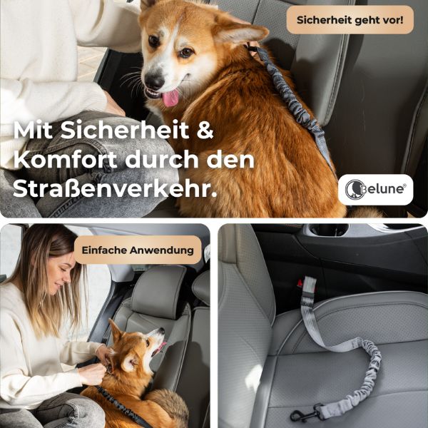 Anwendungsbereich Sicherheitsgurt im Auto fuer Hunde. Sicherheit im Straßenverkehr