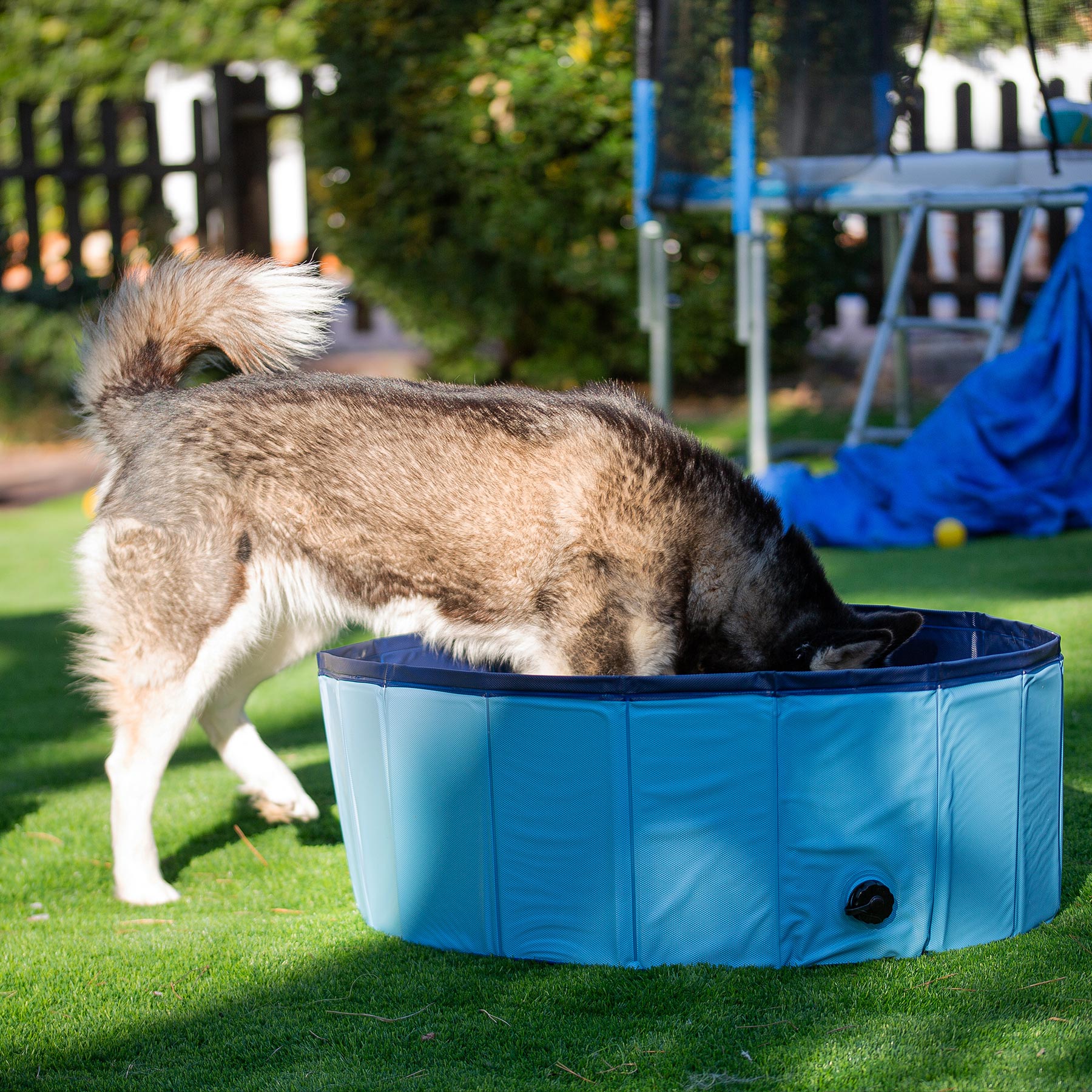 Premium Hundepool - Belune®